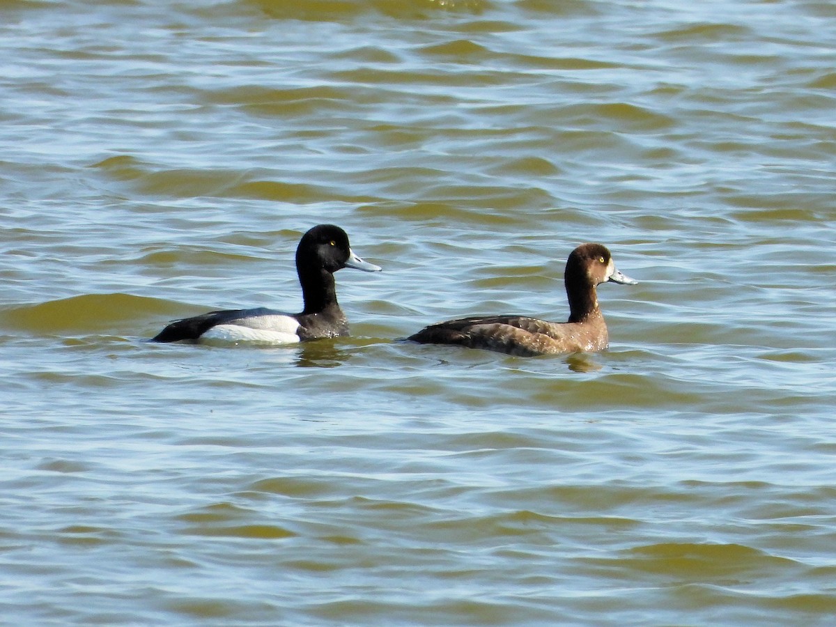 Greater Scaup - ML619566405