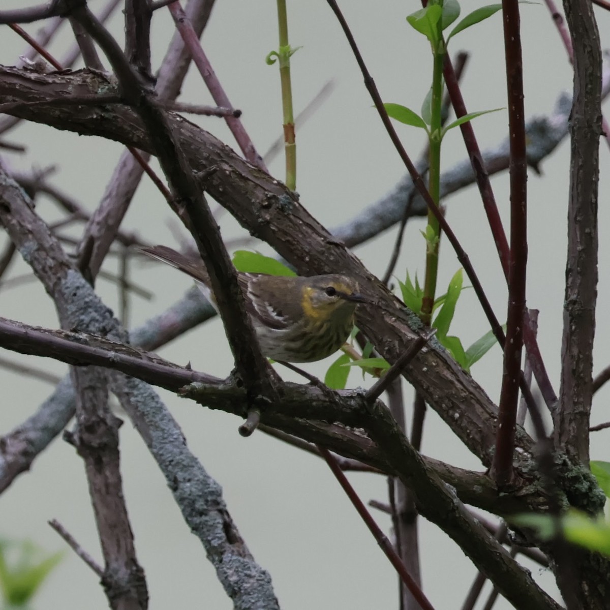 Cape May Warbler - ML619566407