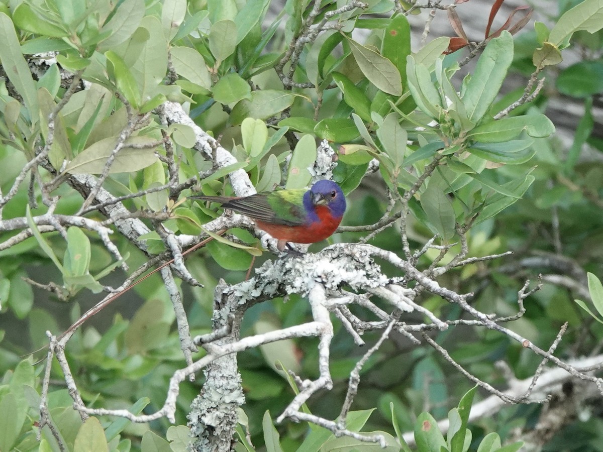 Painted Bunting - ML619566409