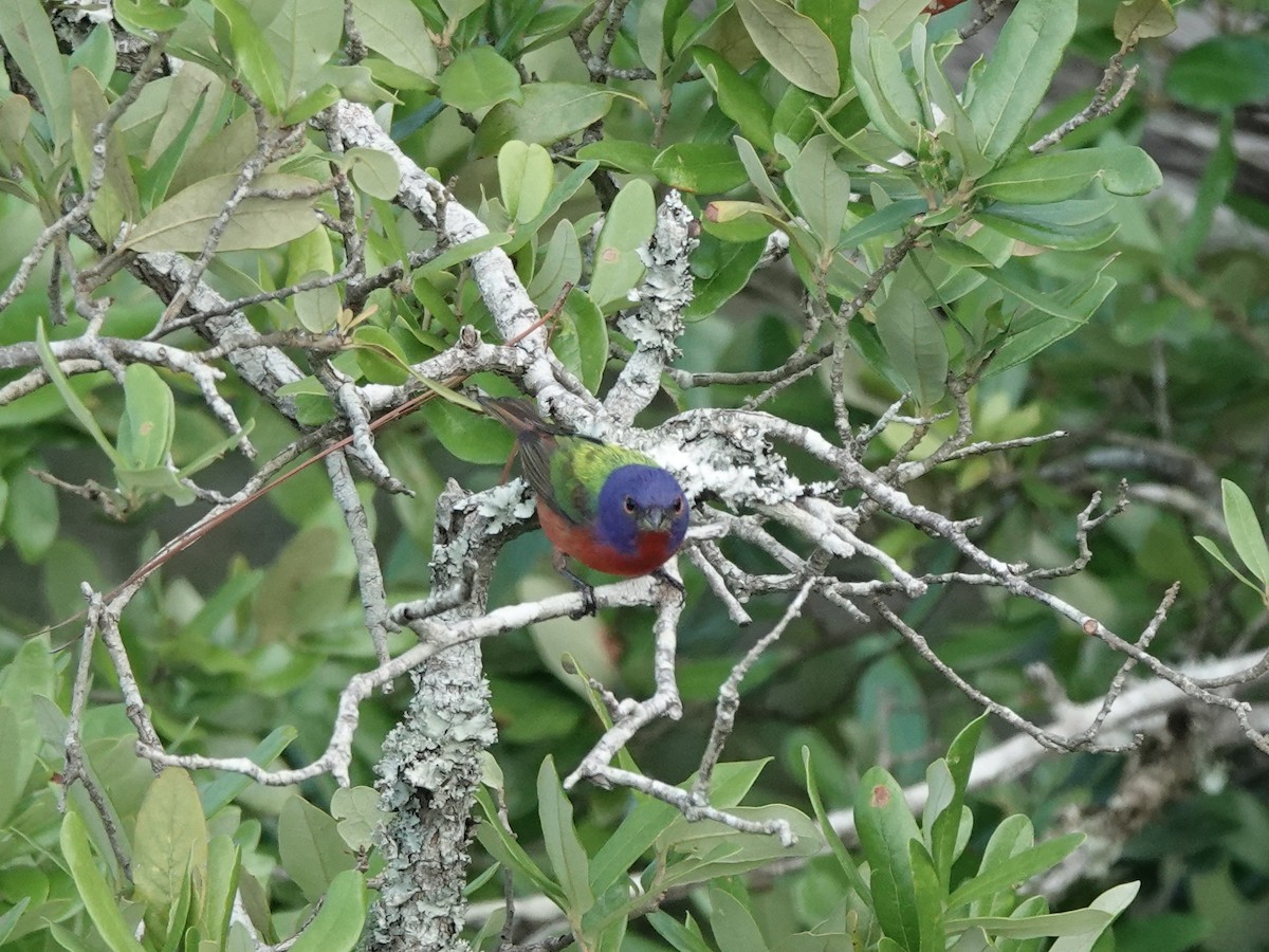 Painted Bunting - ML619566410