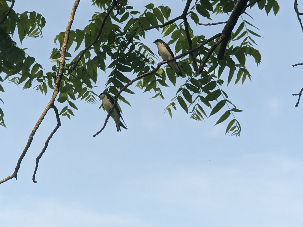 Tree Swallow - ML619566444
