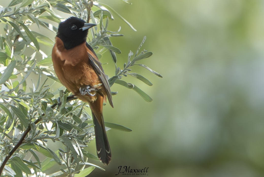 Orchard Oriole - ML619566457