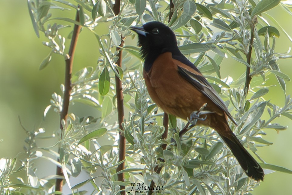Orchard Oriole - ML619566458