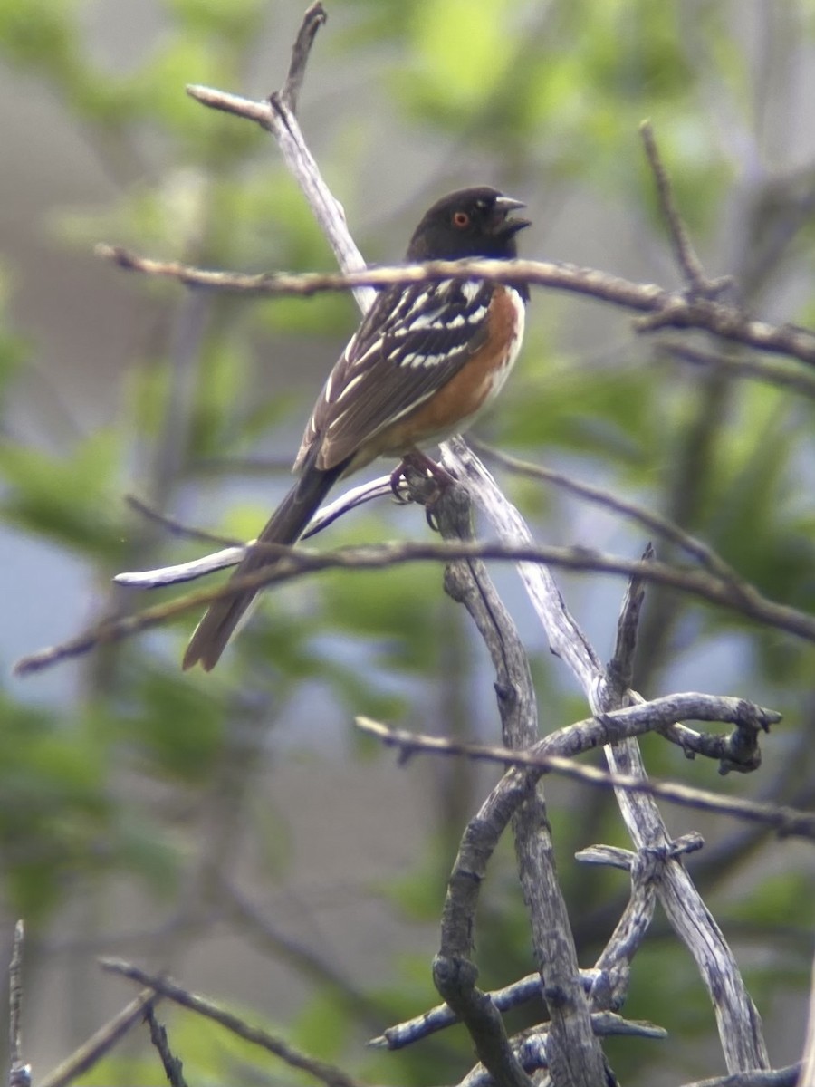 Spotted Towhee - ML619566464