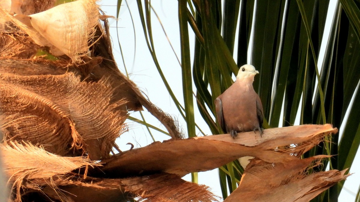 Red Collared-Dove - ML619566467