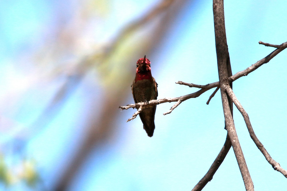 Anna's Hummingbird - ML619566473
