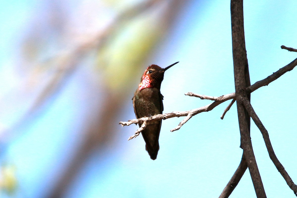 Anna's Hummingbird - ML619566474