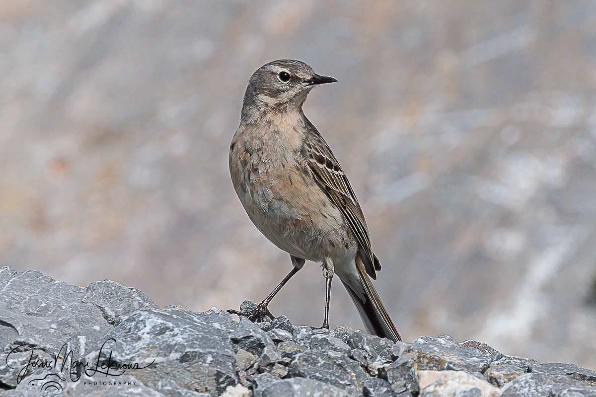 Water Pipit - ML619566504