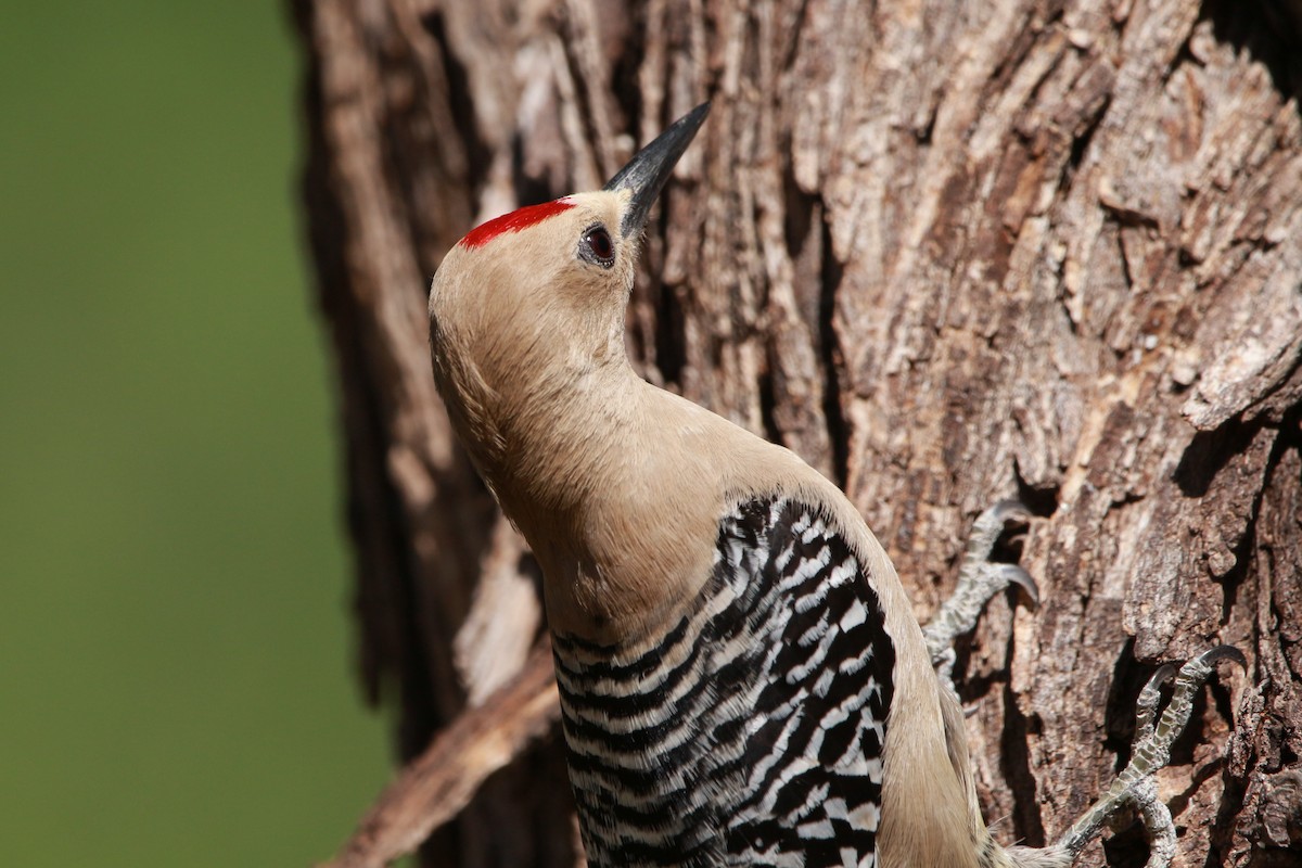 Gila Woodpecker - ML619566513