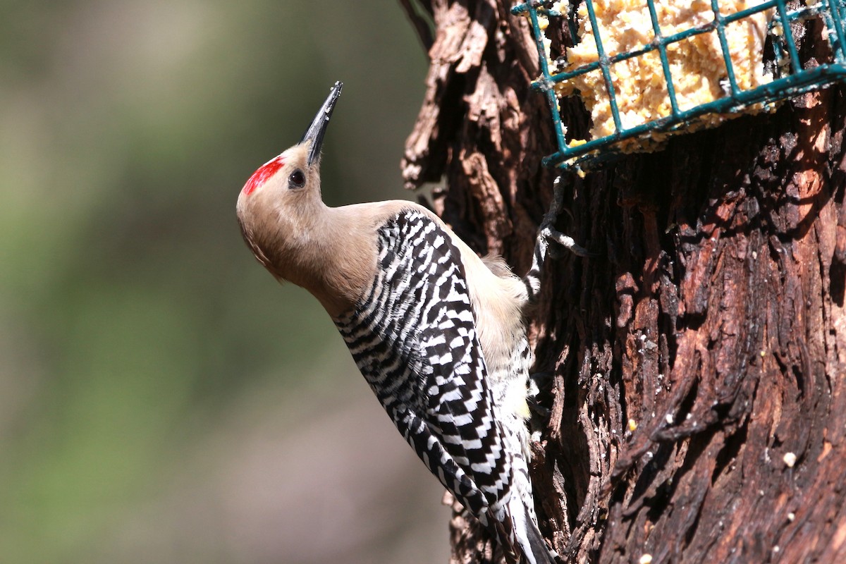 Gila Woodpecker - ML619566517