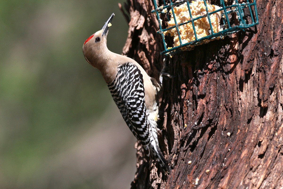 Gila Woodpecker - ML619566518