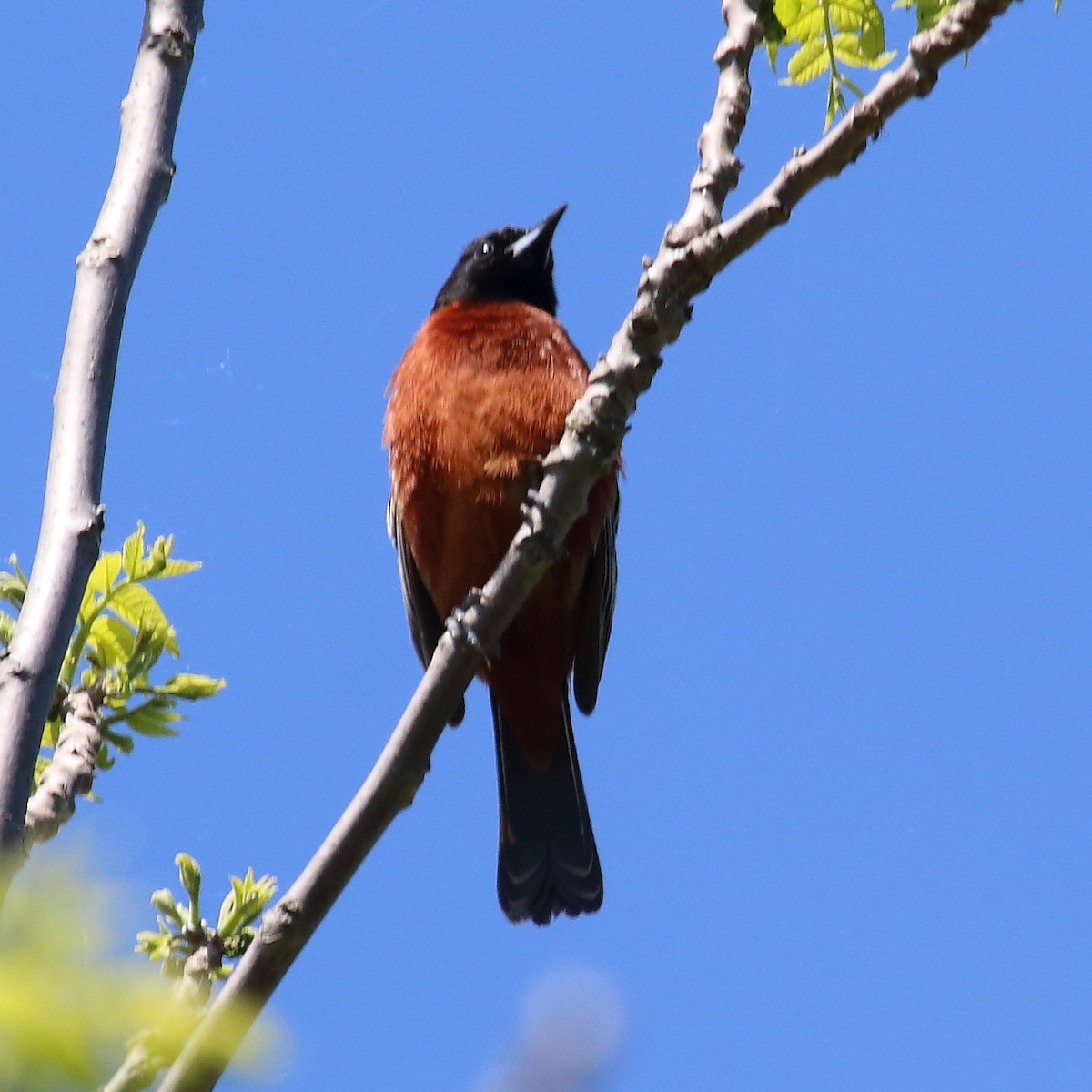 Orchard Oriole - ML619566534