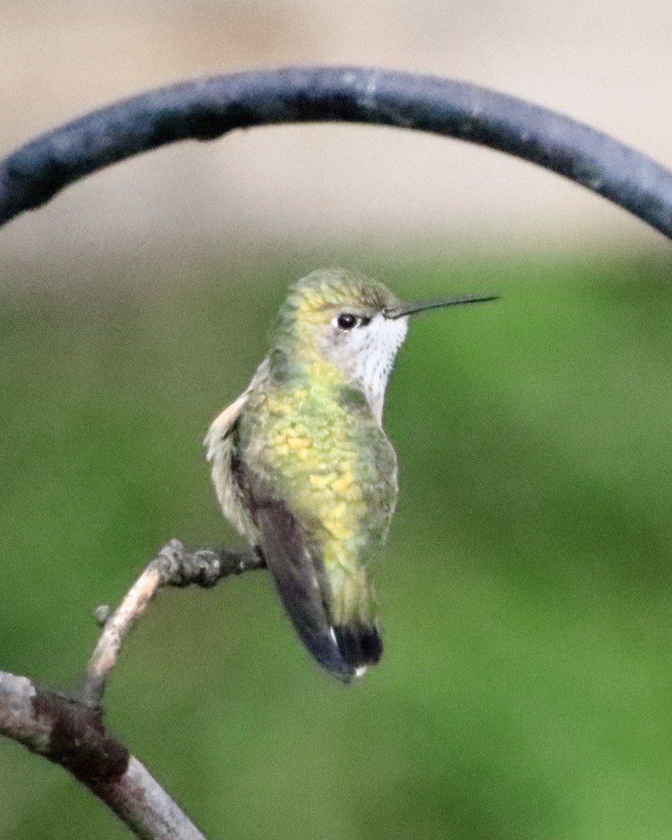 Calliope Hummingbird - ML619566536