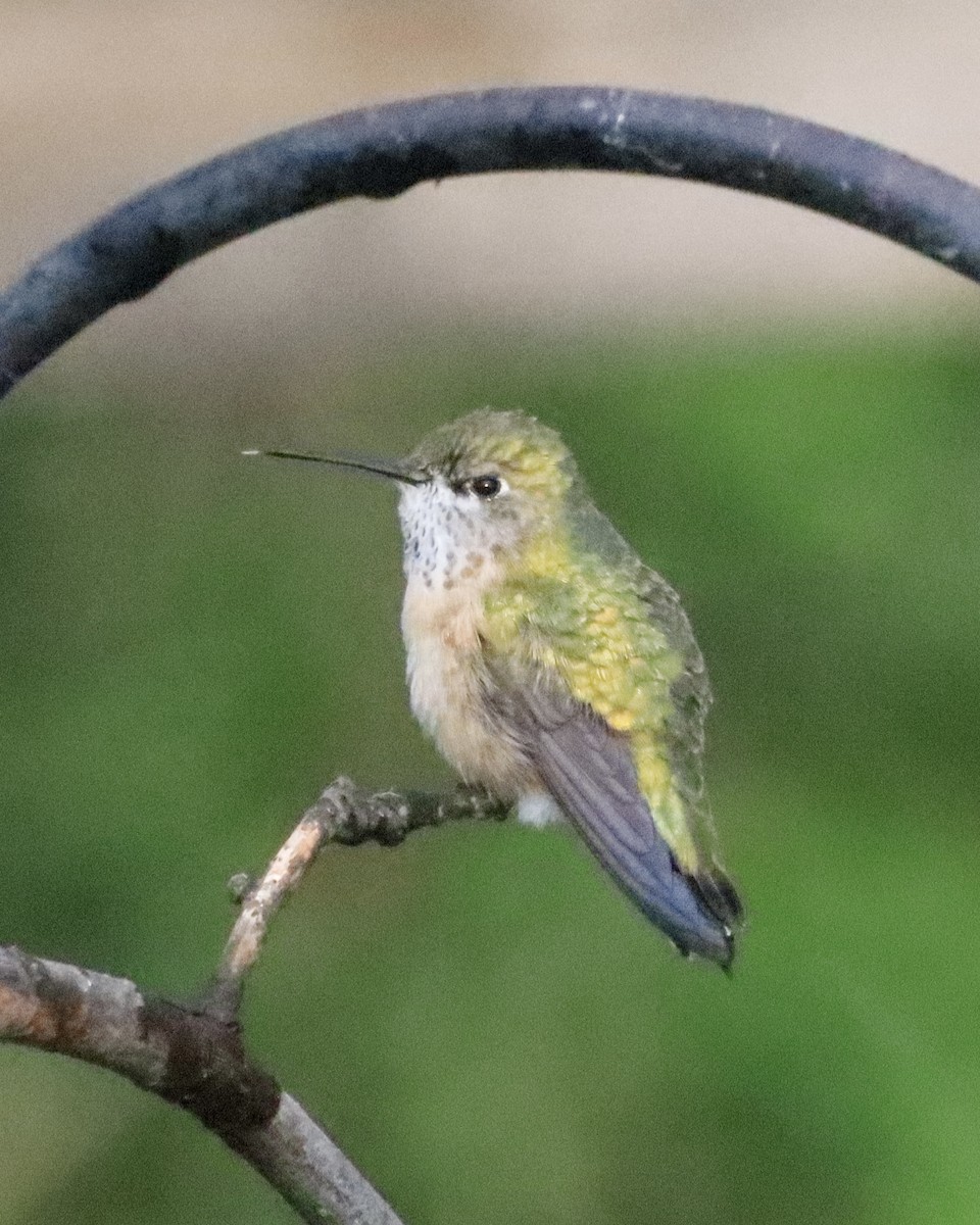 Calliope Hummingbird - ML619566537