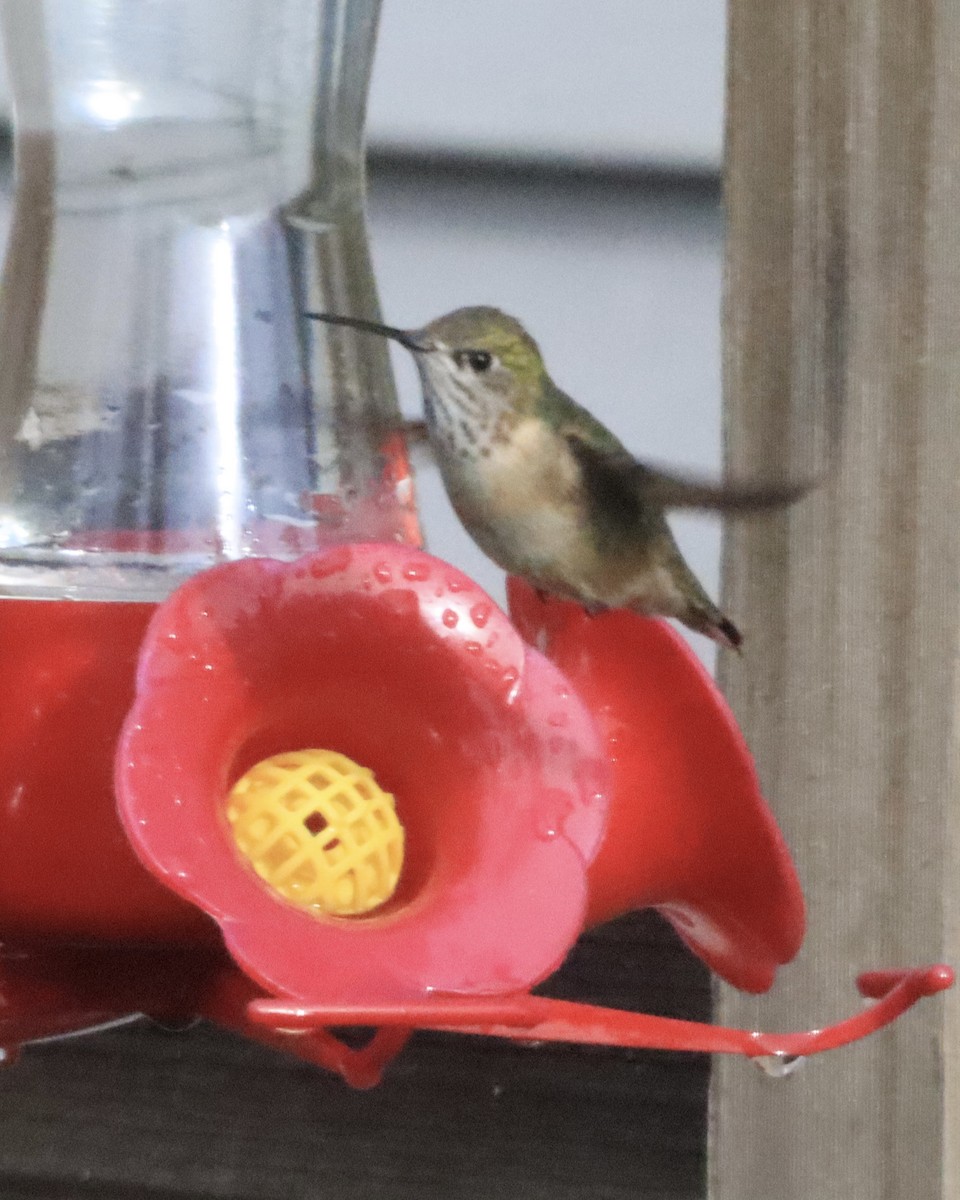 Calliope Hummingbird - ML619566538