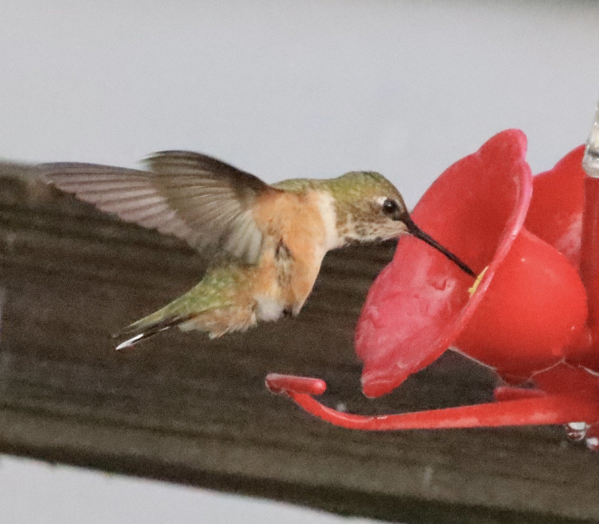 Rufous Hummingbird - ML619566553
