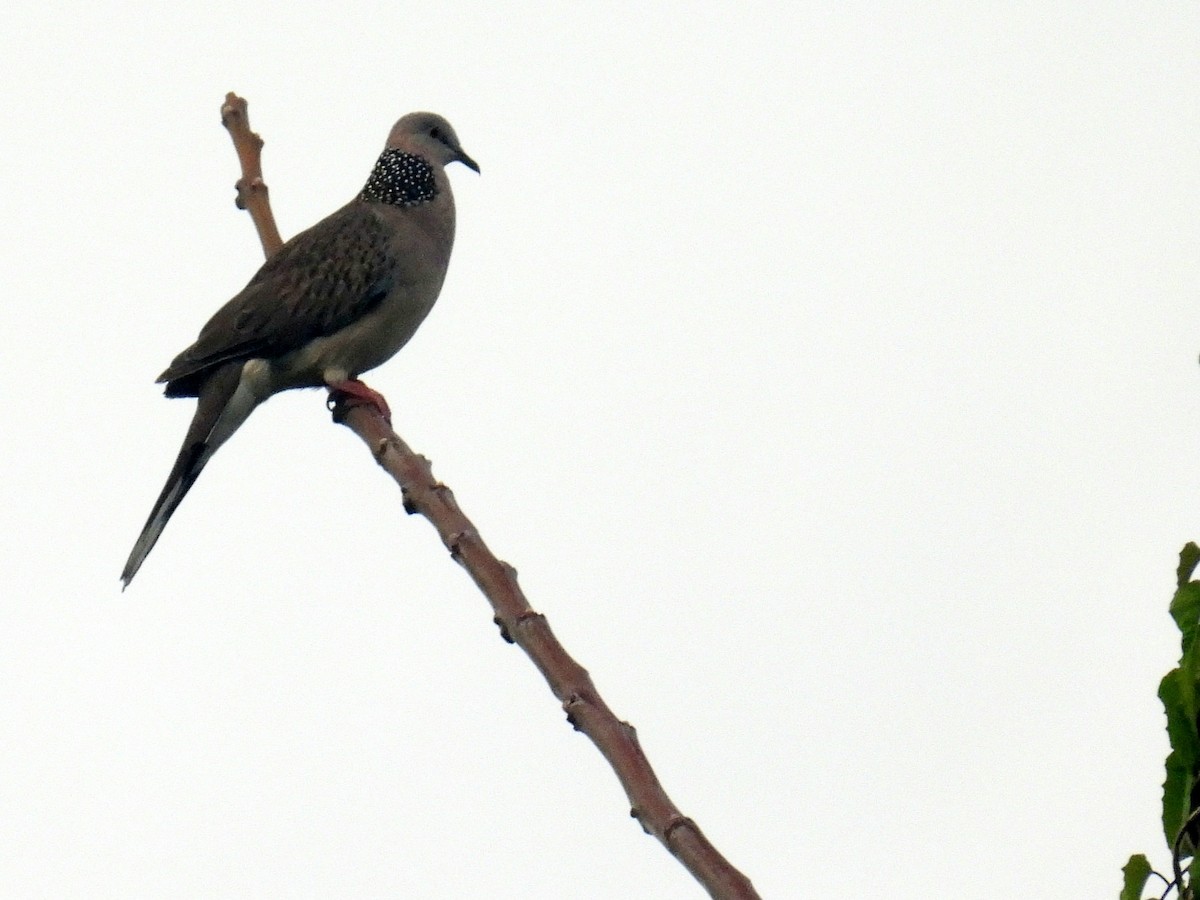 Spotted Dove - ML619566554