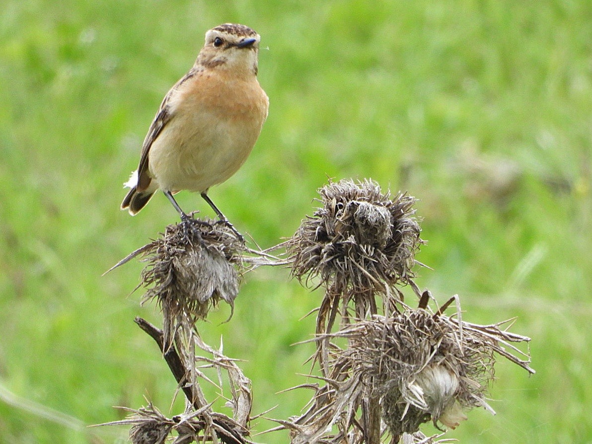 Whinchat - ML619566592