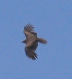 Cinereous Vulture - ML619566606