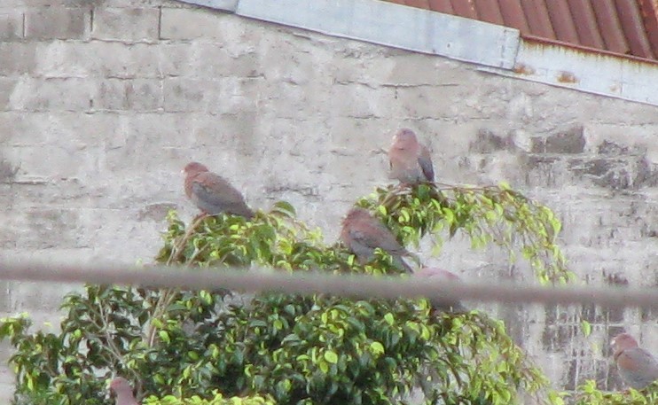 Red-billed Pigeon - ML619566618