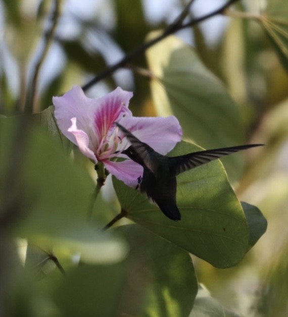 kolibřík safírový - ML619566621