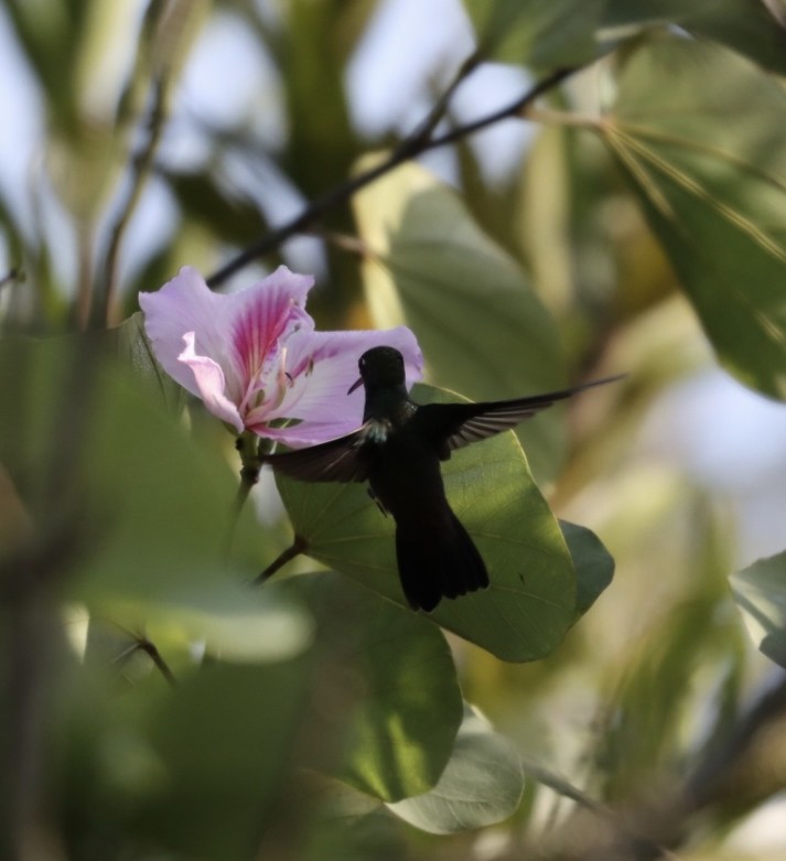 kolibřík safírový - ML619566622
