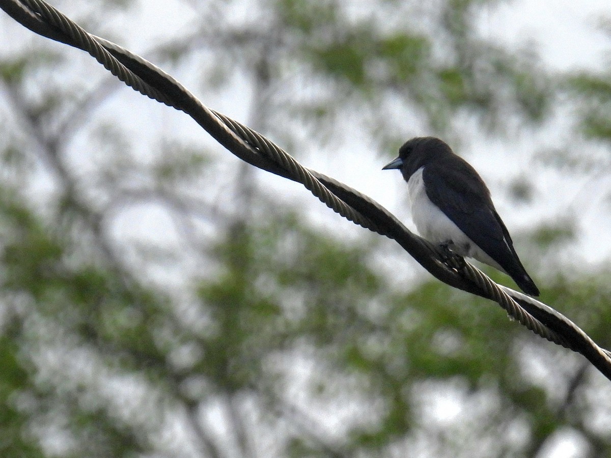 White-breasted Woodswallow - ML619566625