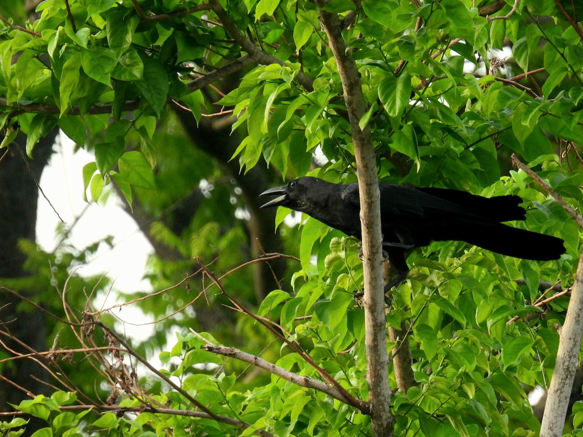Large-billed Crow - ML619566644