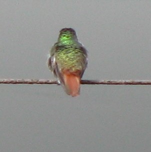 Rufous-tailed Hummingbird - ML619566654