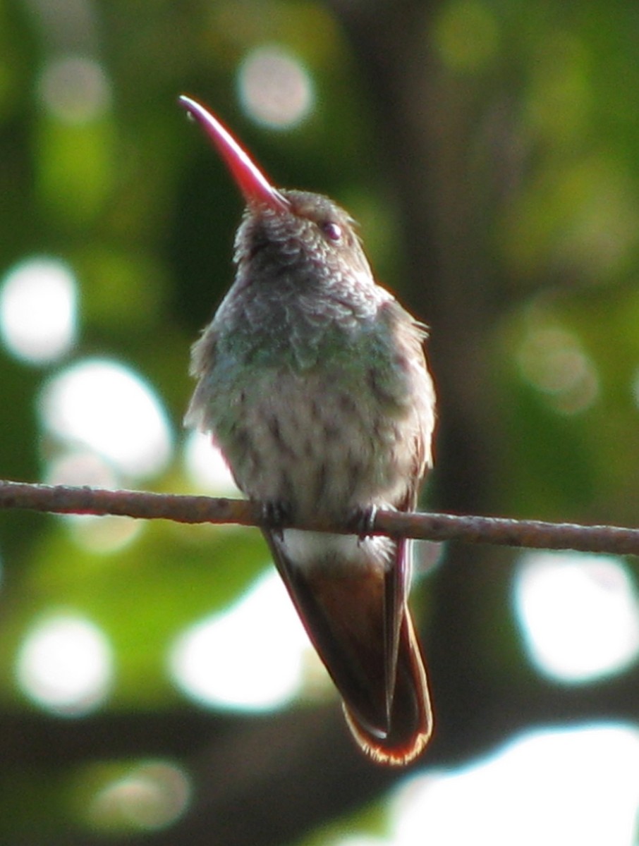 Rufous-tailed Hummingbird - ML619566655