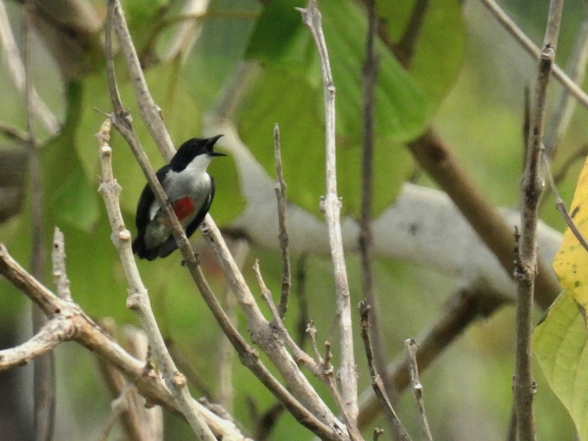 Red-keeled Flowerpecker - ML619566662