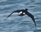 Pelagic Cormorant - ML619566695