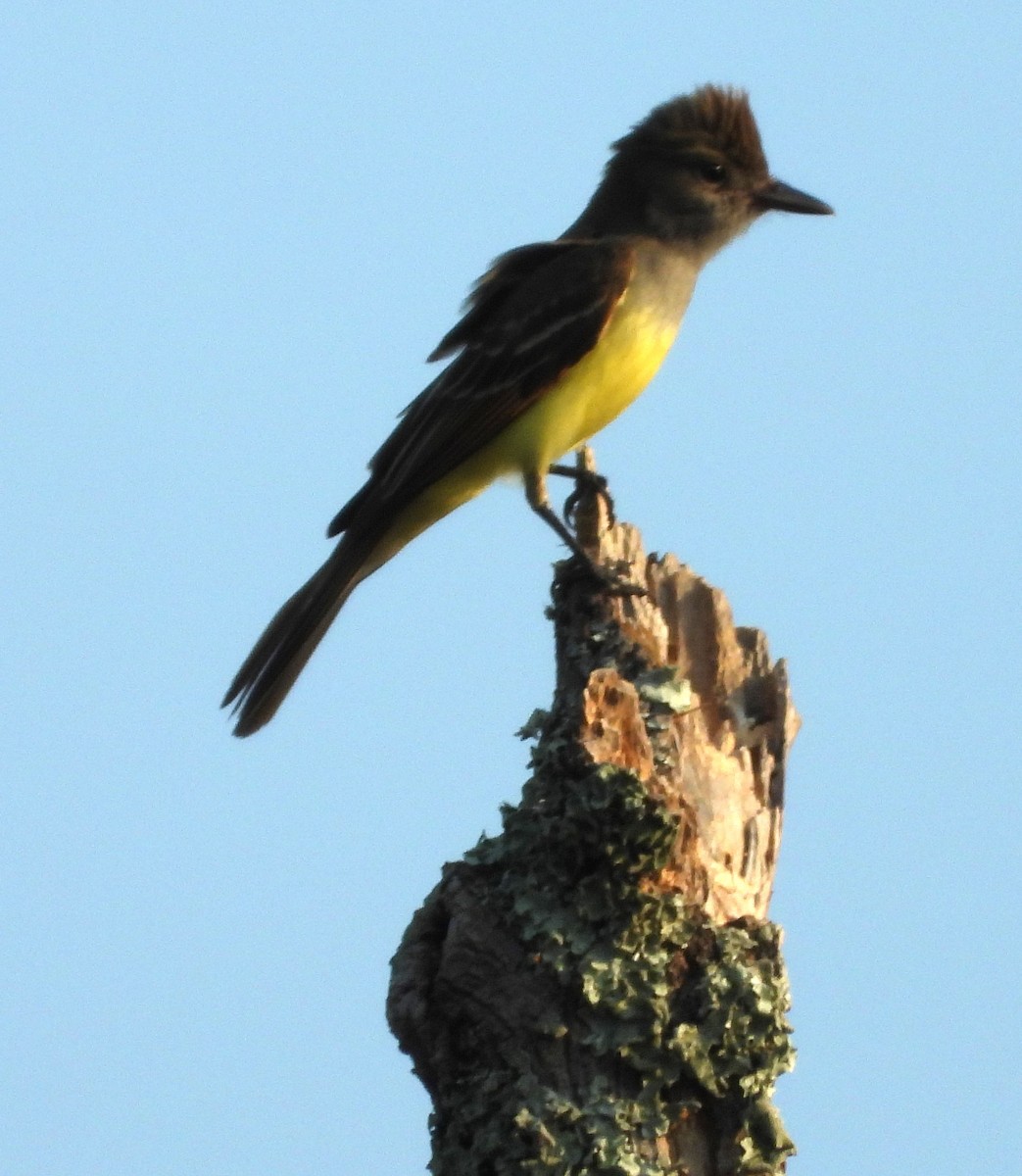 Great Crested Flycatcher - ML619566700