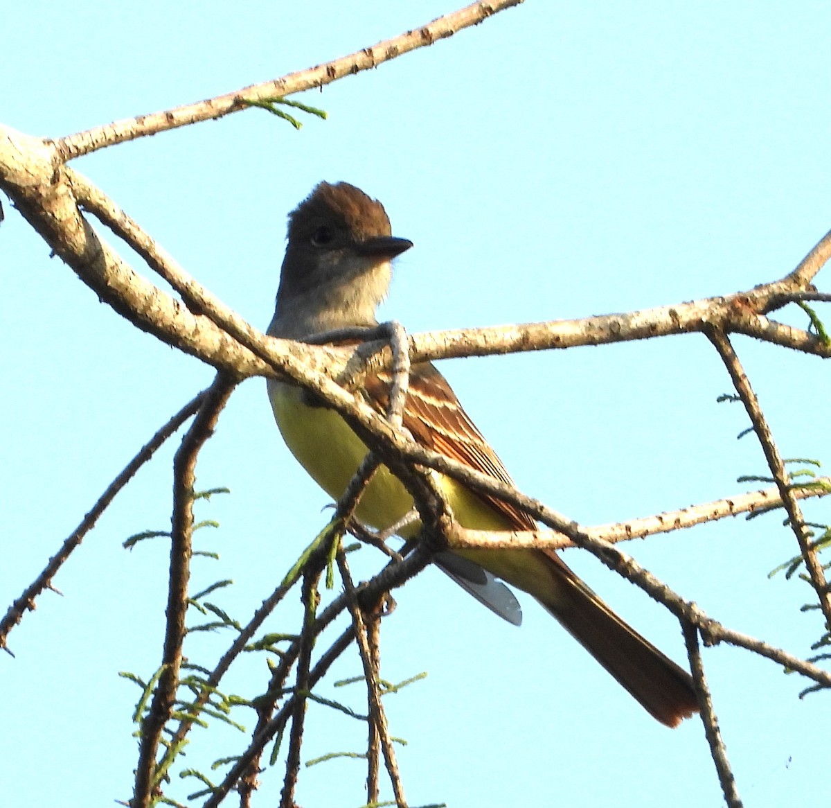 Great Crested Flycatcher - ML619566701