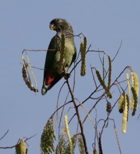 Папуга-червоногуз зеленощокий - ML619566714