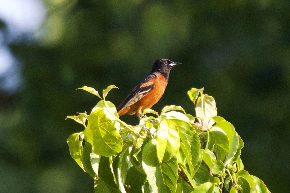 Orchard Oriole - ML619566755