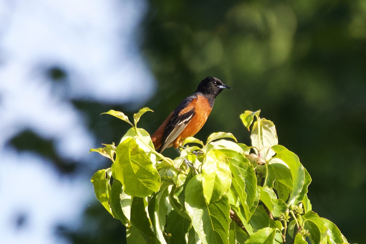 Orchard Oriole - ML619566756