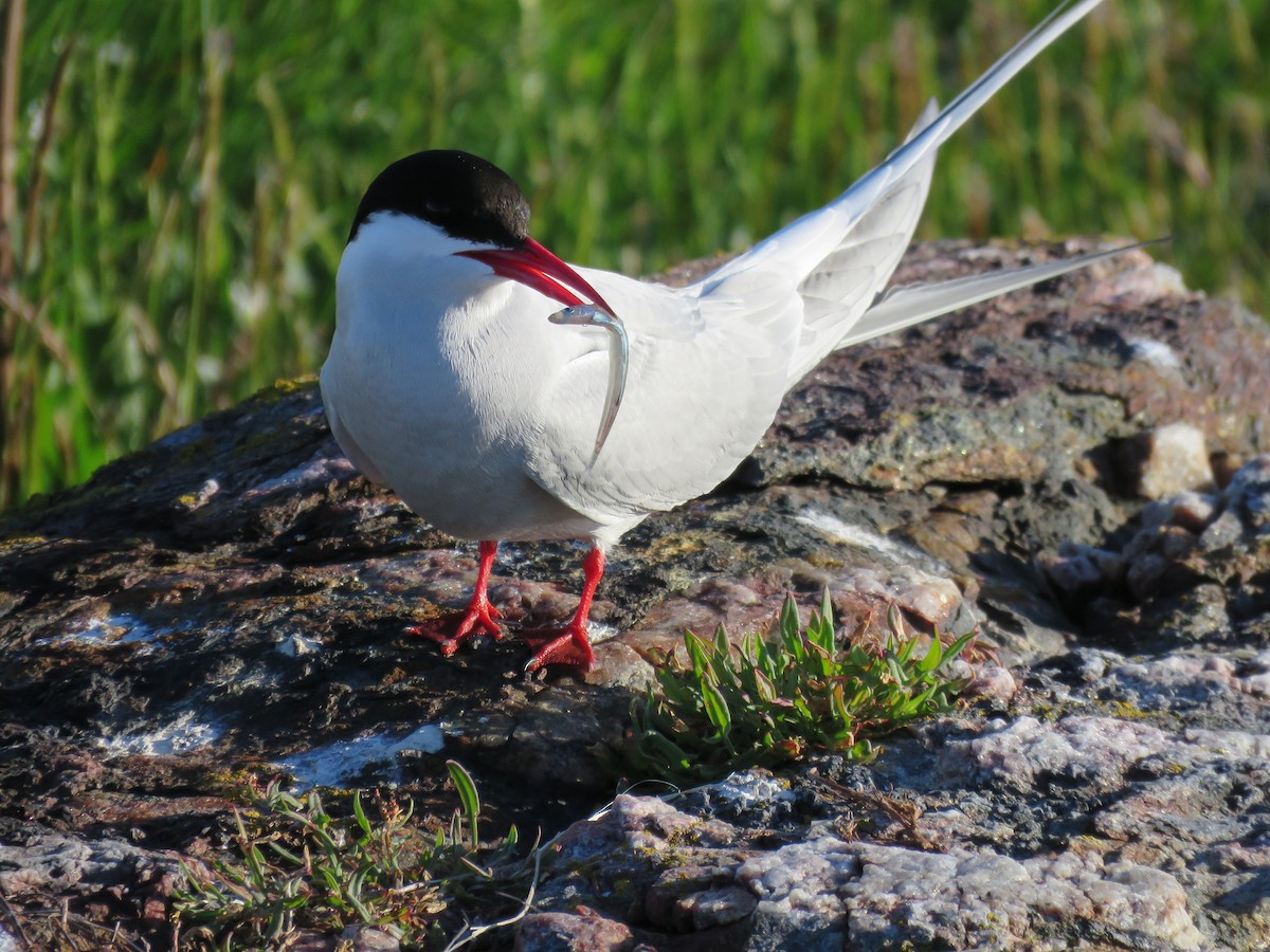 Arctic Tern - ML619566782