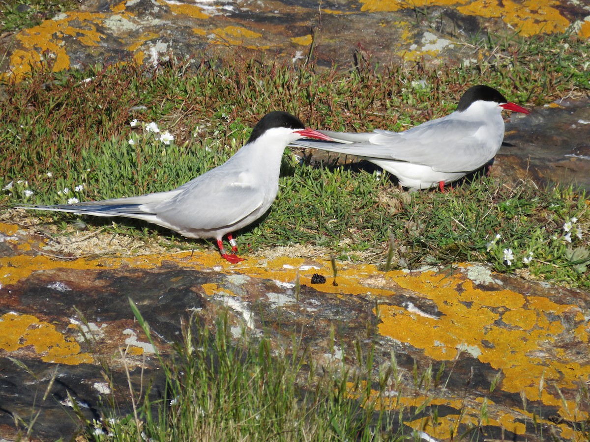 Arctic Tern - ML619566803