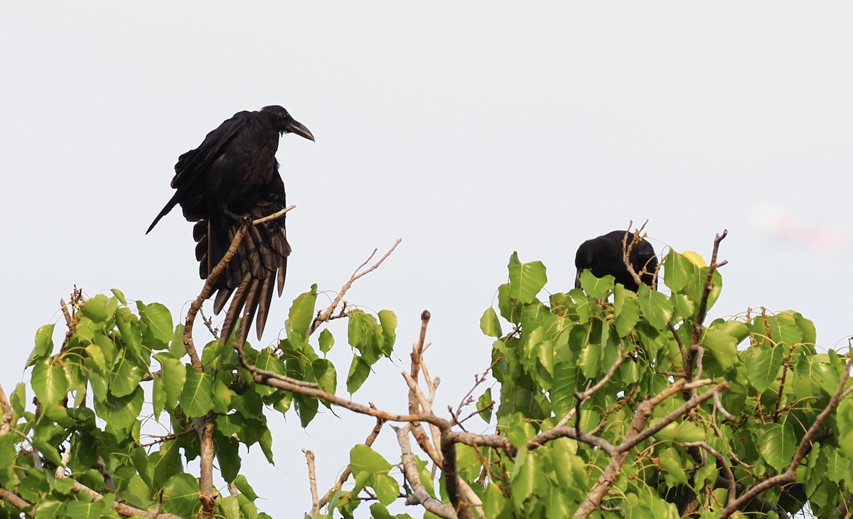 Large-billed Crow - ML619566808