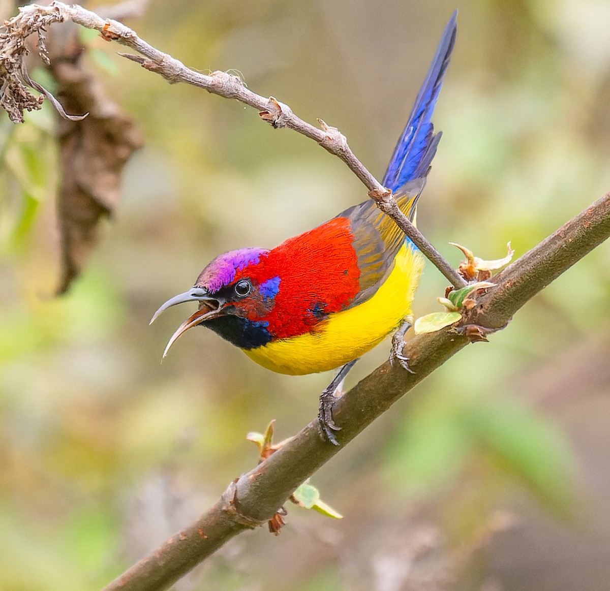 Mrs. Gould's Sunbird (Yellow-breasted) - ML619566816