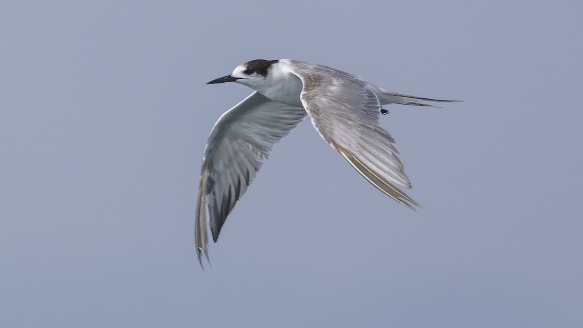 Common Tern - ML619566851