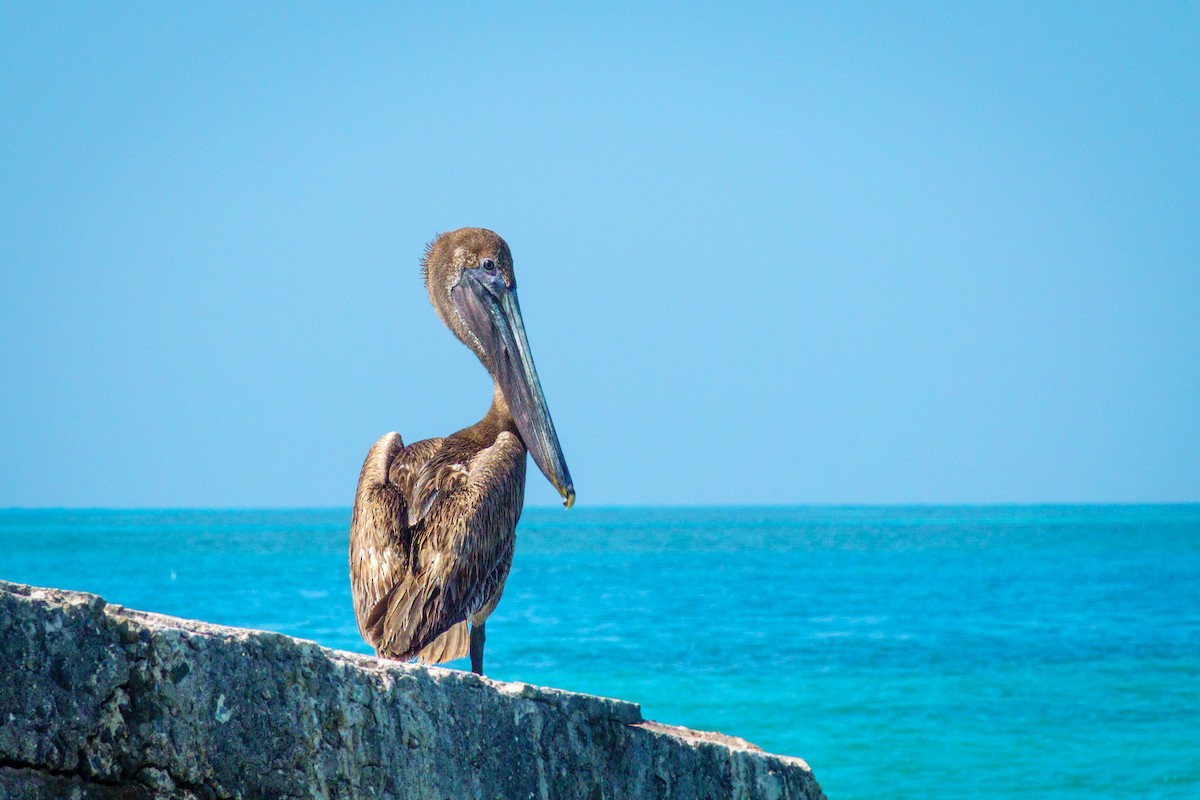 pelikán hnědý - ML619566881