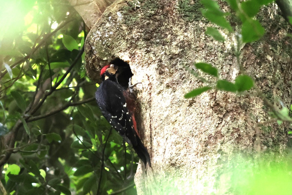 White-backed Woodpecker (Amami) - ML619566889