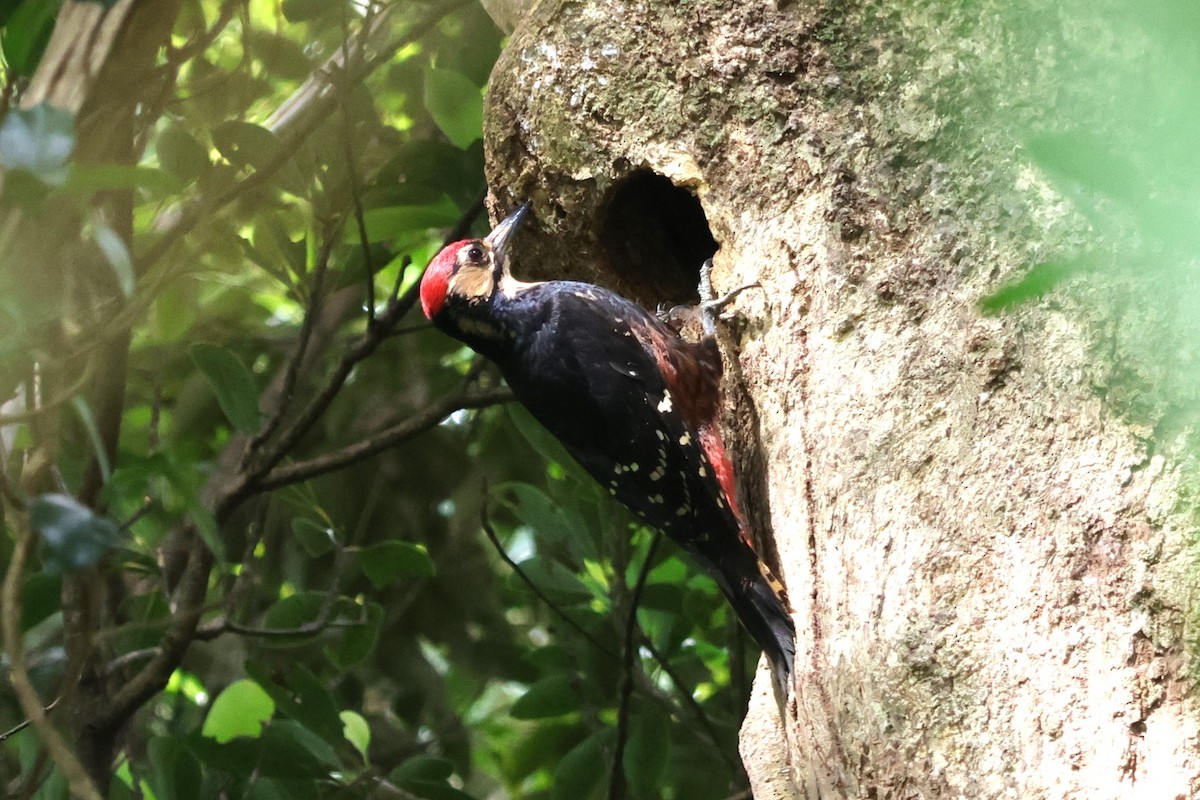 White-backed Woodpecker (Amami) - ML619566890