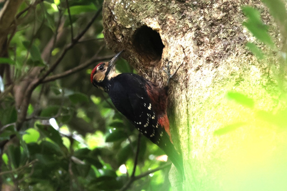 White-backed Woodpecker (Amami) - ML619566891