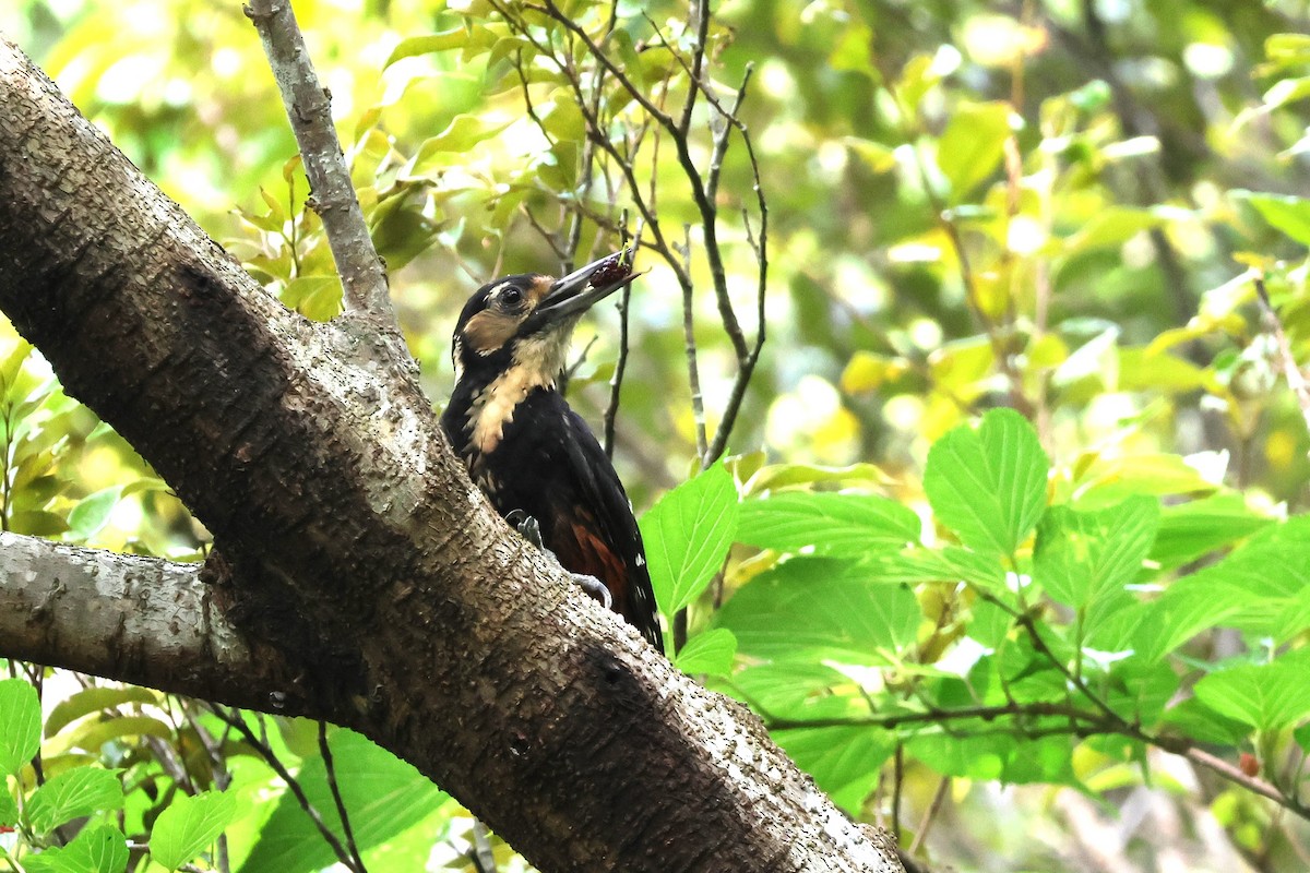 White-backed Woodpecker (Amami) - ML619566892