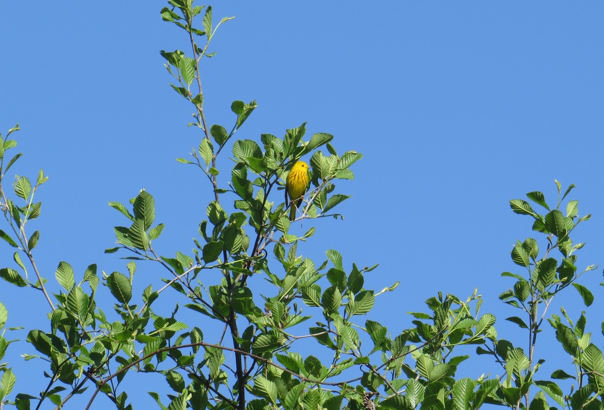 Yellow Warbler - ML619566932