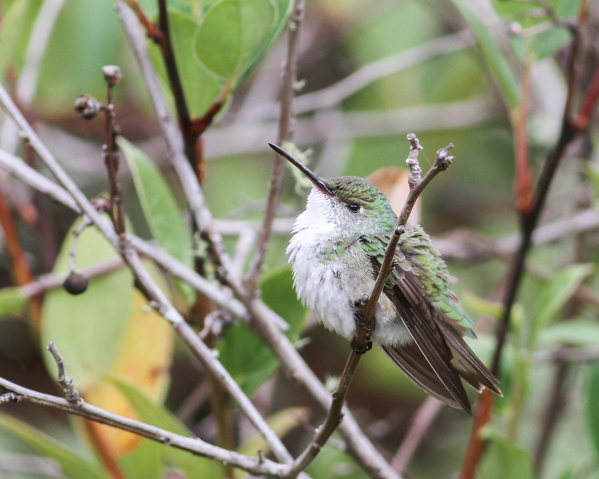 White-bellied Hummingbird - ML619566995