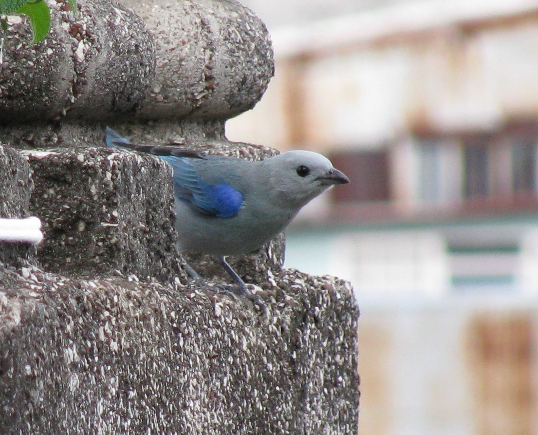 Blue-gray Tanager - ML619567060